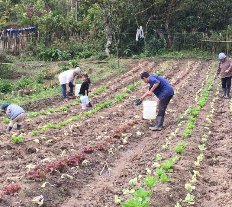 Verduras para el Corredor Seco