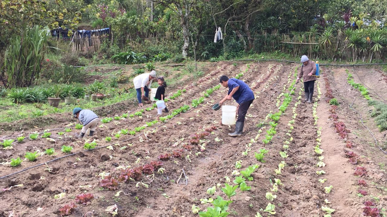 Uno de los huertos familiares del Departamento de Chiquimula.