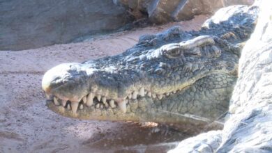 Policía y Guardia Civil buscan un cocodrilo avistado en Simancas (Valladolid)