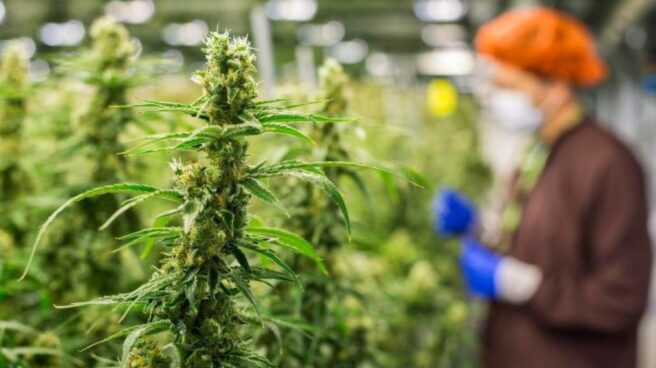 Nueva York prepara un plan para legalizar el consumo y la venta de marihuana