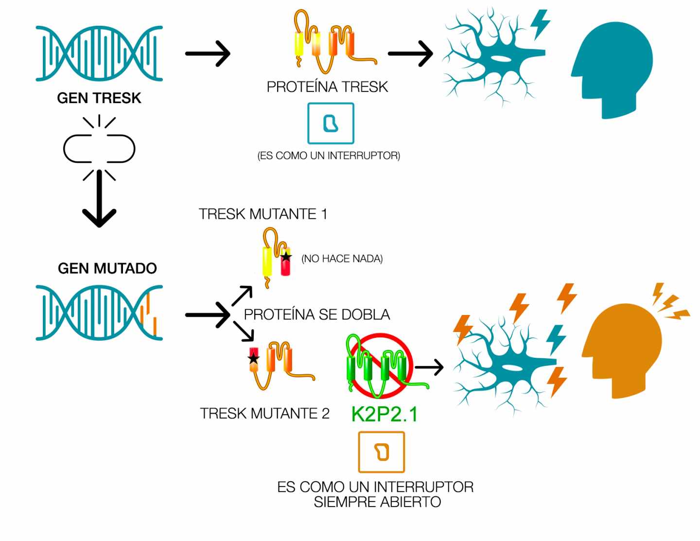 Esquema de funcionamiento del gen TRESK mutado en la migraña
