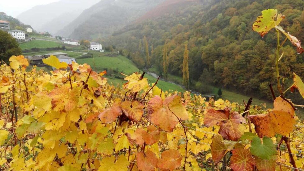 Viñedos en otoño