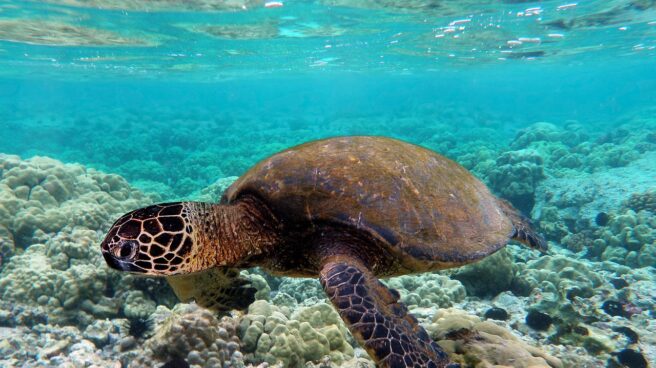 Un ejemplar de tortuga verde.