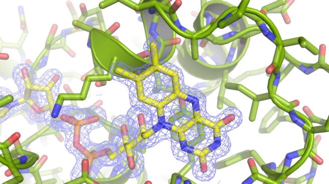 'Fotografía' atómica de la nueva proteína