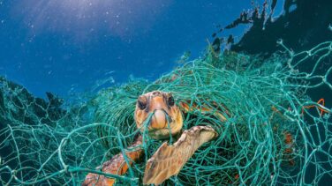 El mecanismo de buceo de las tortugas deja de funcionar a atraparse en redes