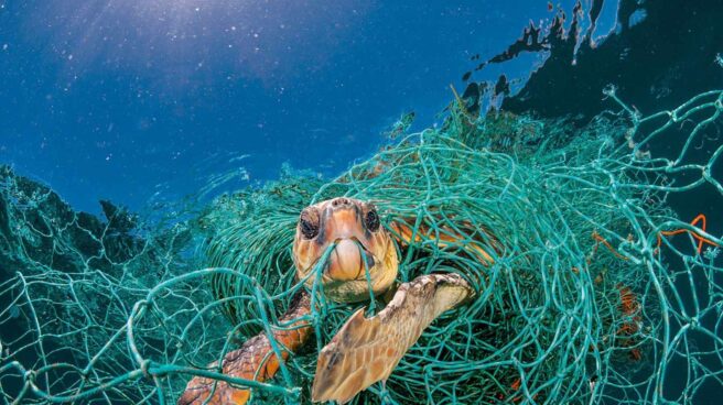 Tortuga atrapada en redes Tortuga atrapada en redes