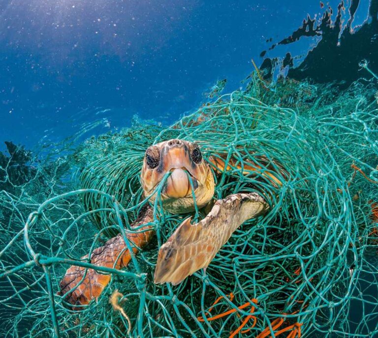 El mecanismo de buceo de las tortugas deja de funcionar a atraparse en redes