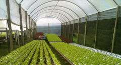Cultivar sin tierra para alimentar al mundo