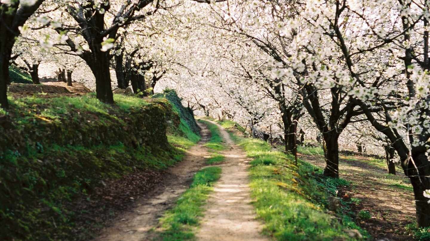 Cerezos en flor en el Valle del Jerte.