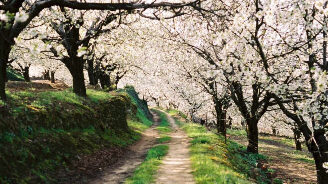Cerezos en flor en el Valle del Jerte.