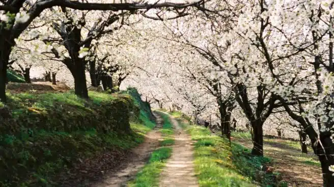 La floración de los cerezos en el Valle del Jerte (Cáceres) se adelanta este año