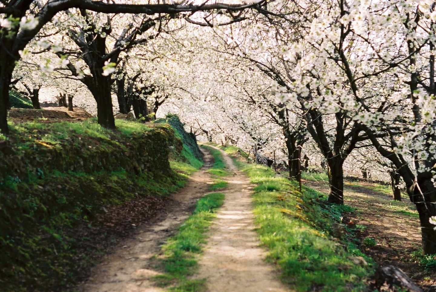 Cerezos en flor en el Valle del Jerte.