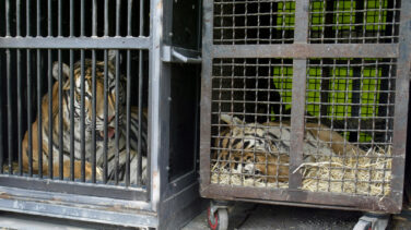 El Gobierno de Carmena prohíbe los circos con animales salvajes en Madrid