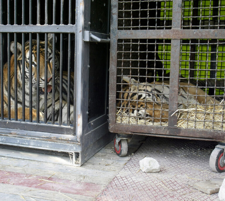 El Gobierno de Carmena prohíbe los circos con animales salvajes en Madrid