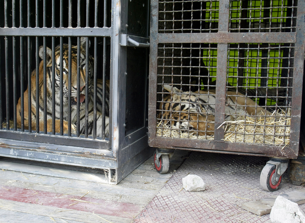 Dos tigres enjaulados