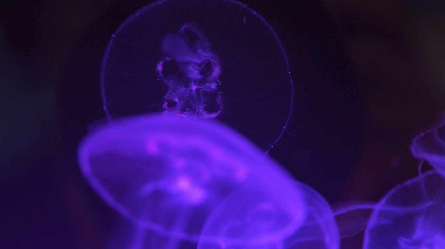 Las medusas son uno de los grupos de animales que probablemente aumentarán en número en los próximos años.