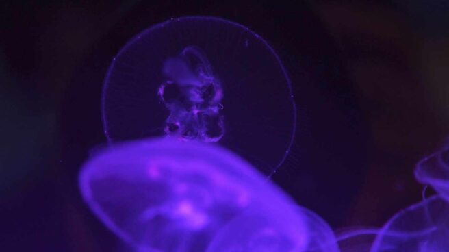Las medusas son uno de los grupos de animales que probablemente aumentarán en número en los próximos años.