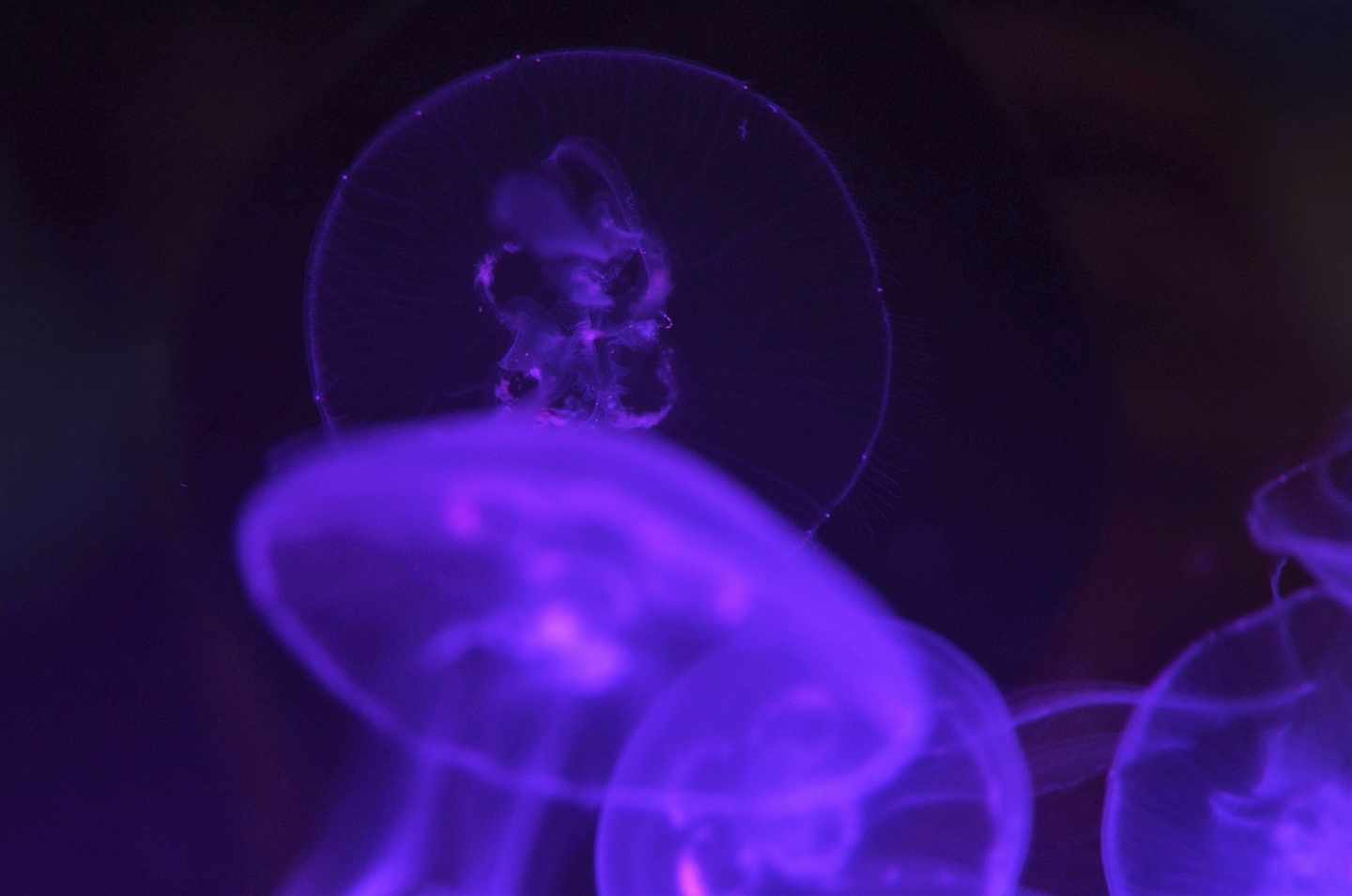 Las medusas son uno de los grupos de animales que probablemente aumentarán en número en los próximos años.