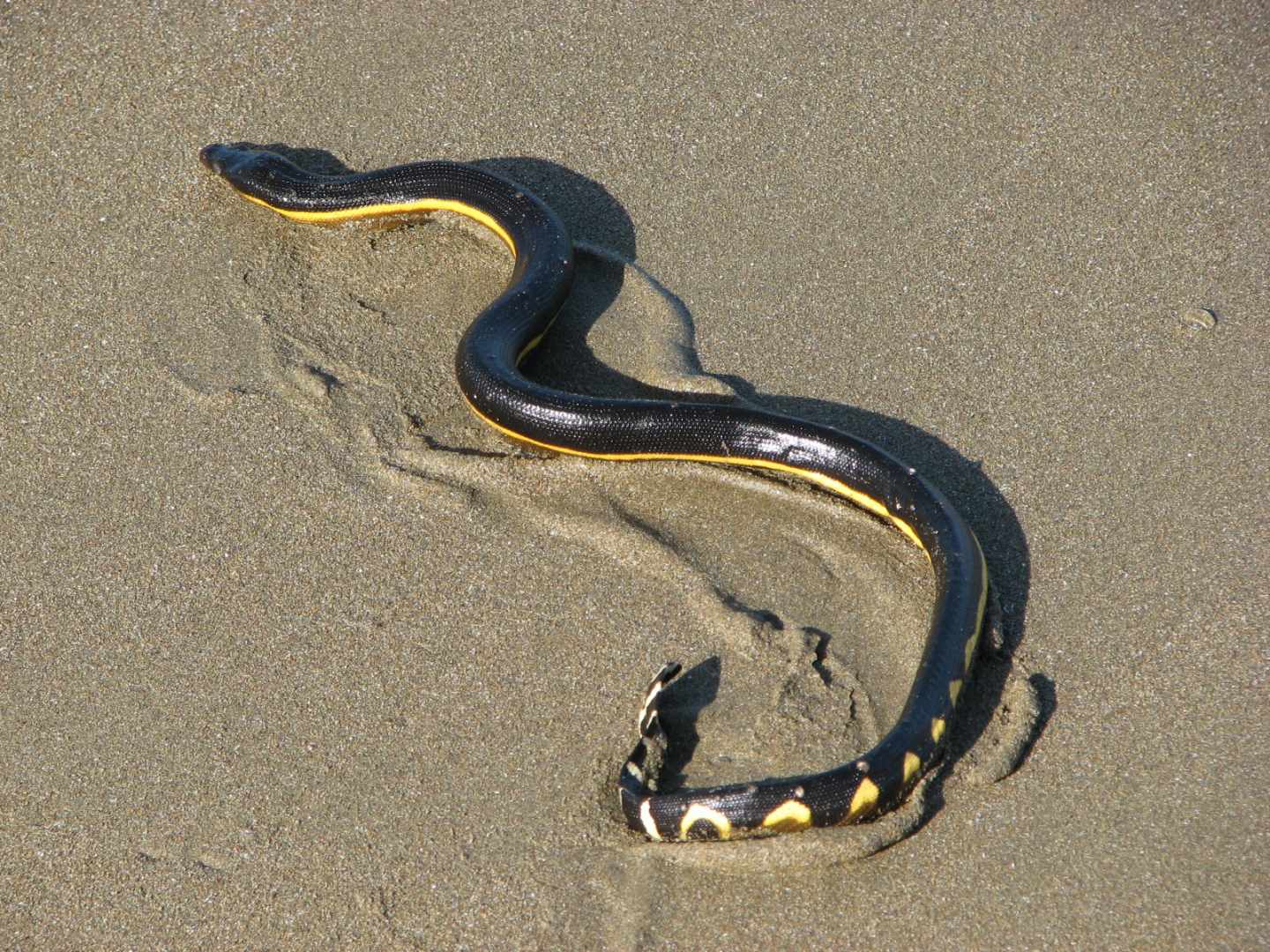 La picadura de una serpiente marina puede llegar a ser quince veces más potente que el de una cobra.