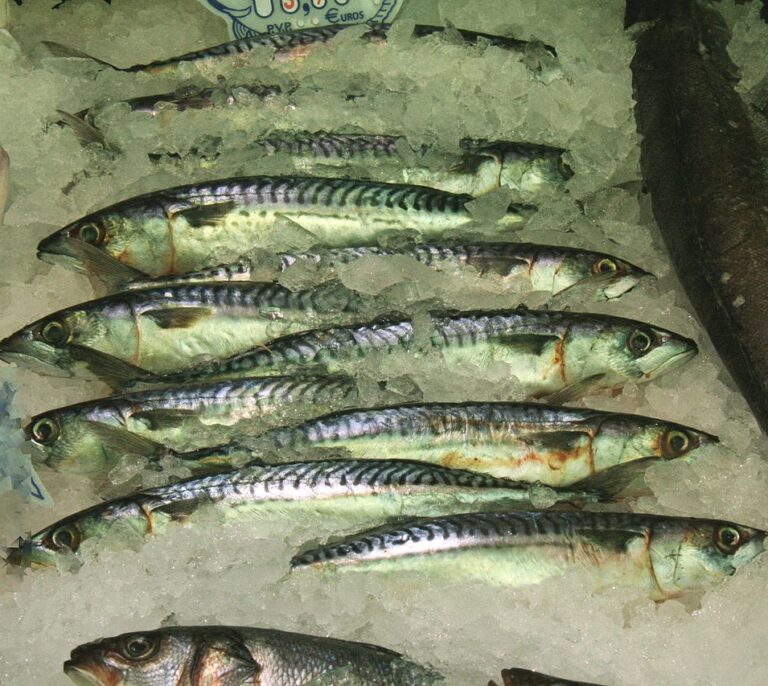 El 80% de las caballas pescadas cerca de Canarias tiene fragmentos de plástico