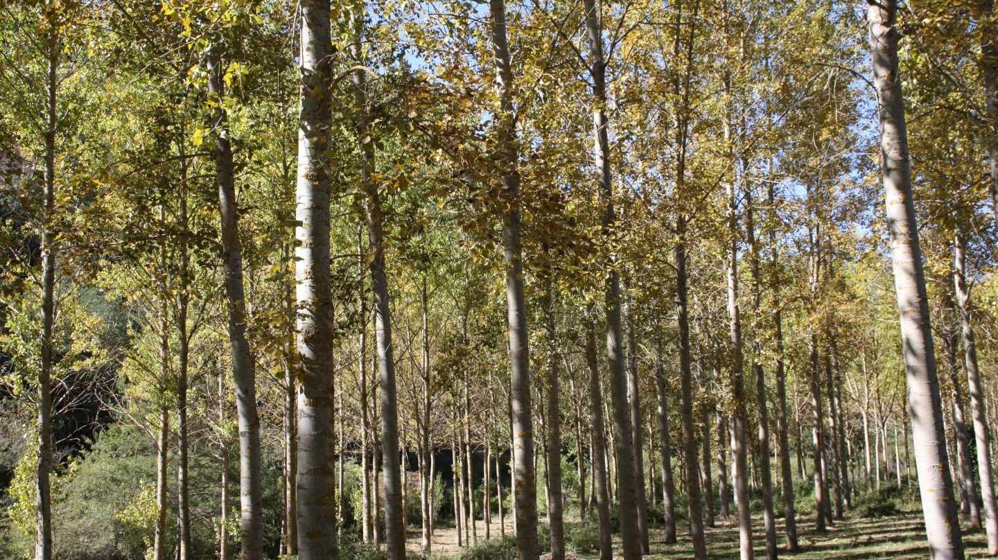 En España hay 18 millones de hectáreas de bosque, según el INE.