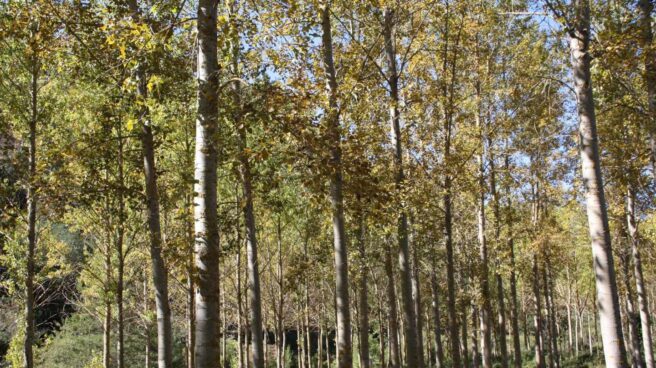 En España hay 18 millones de hectáreas de bosque, según el INE.