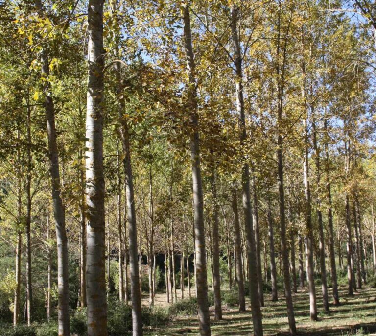 Asociaciones forestales critican el sistema de compensación de carbono que utiliza Foresga con los propietarios de montes