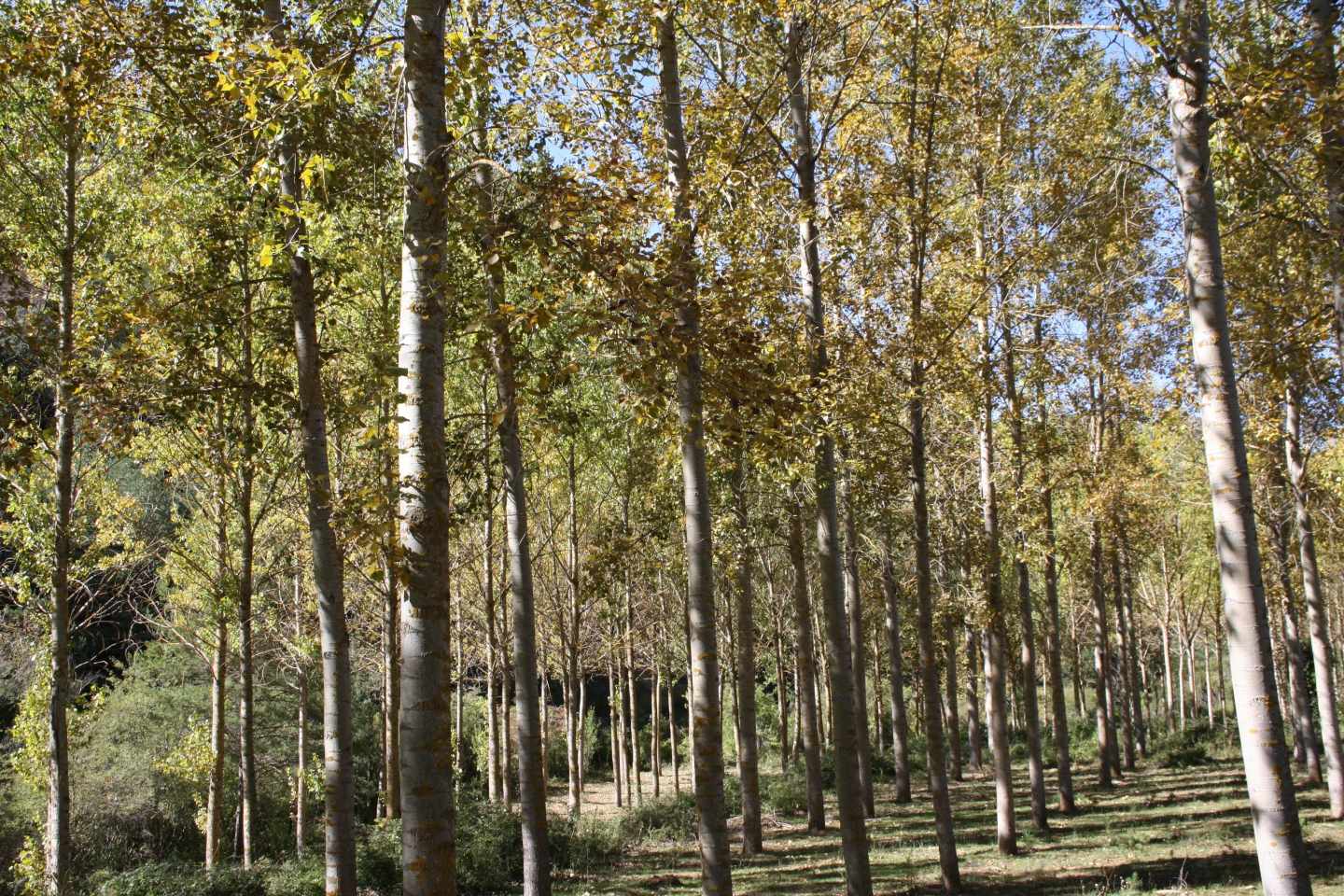En España hay 18 millones de hectáreas de bosque, según el INE.