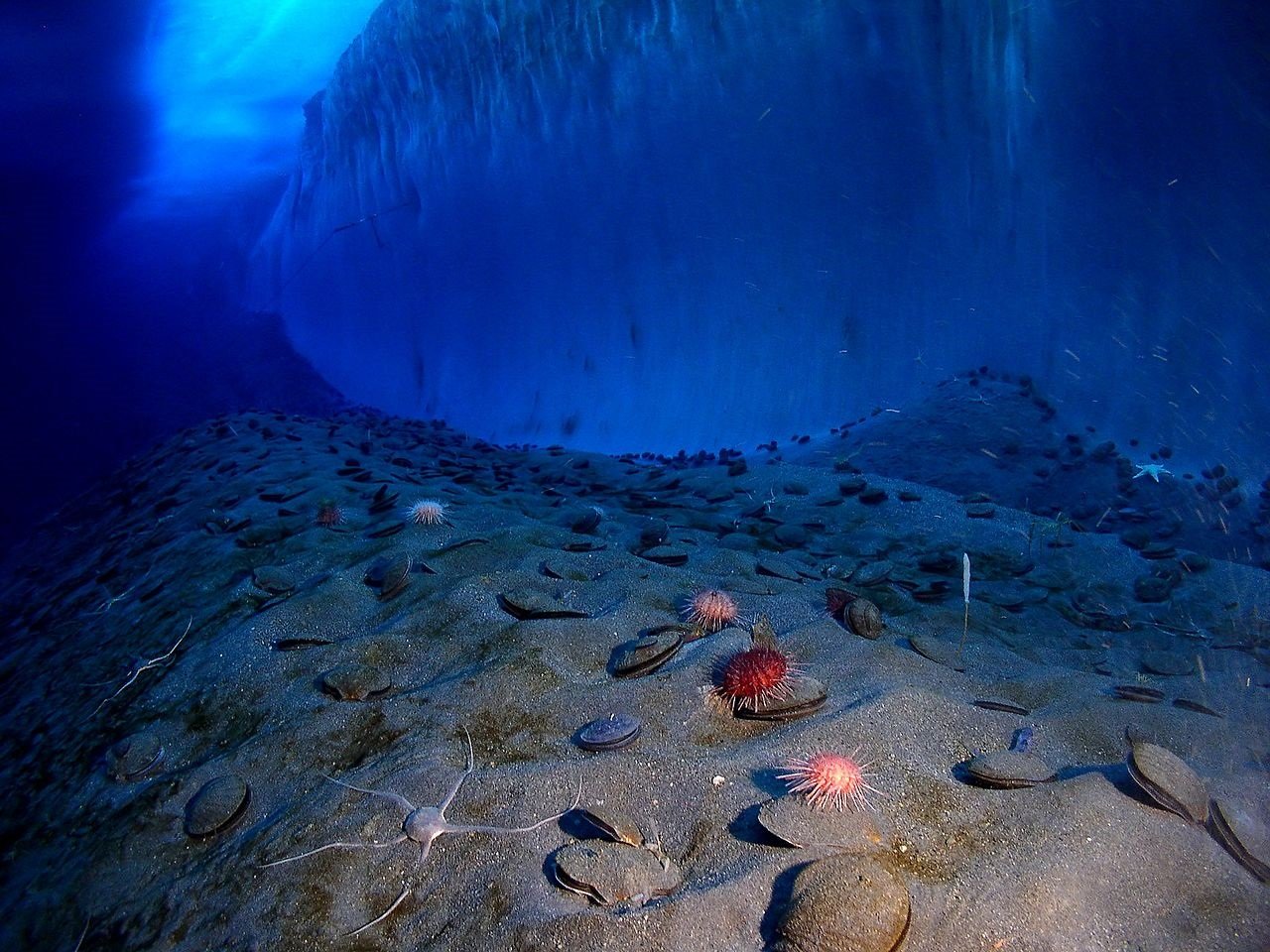 Fondo marino en el Océano Antártico.