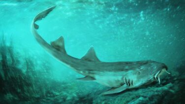 Este tiburón-gato cretácico debe su nombre a un videojuego arcade