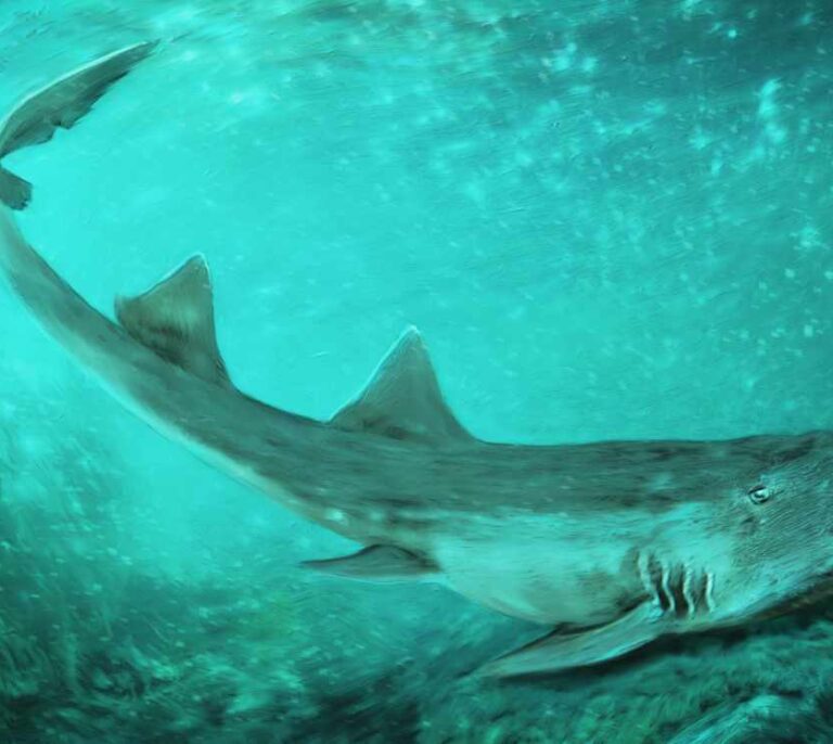 Este tiburón-gato cretácico debe su nombre a un videojuego arcade