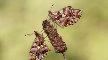 100.000 invertebrados registrados por la ciencia ciudadana