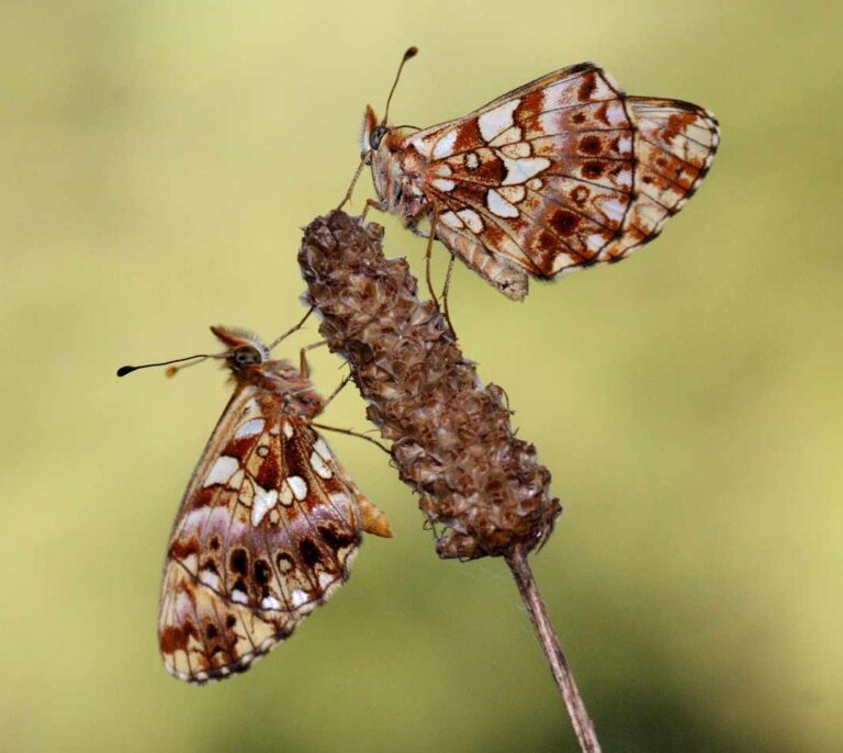 100.000 invertebrados registrados por la ciencia ciudadana