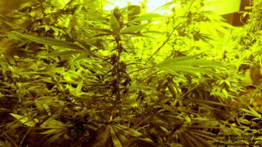 La marihuana 'engancha' a los mercados