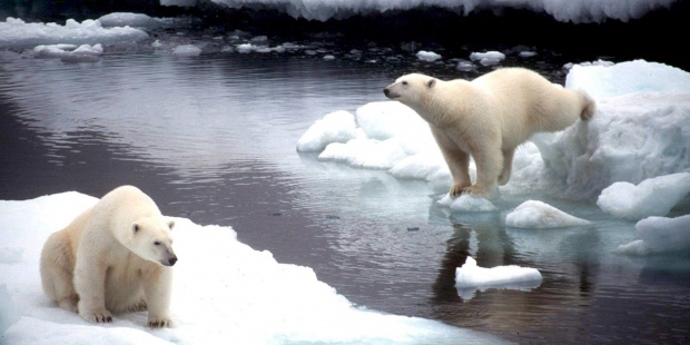 Dos osos polares.