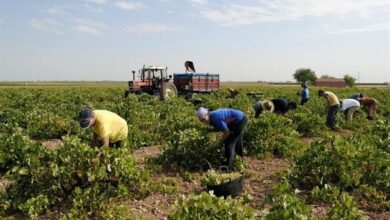 Tijeras con nombre, prohibido bajar del tractor: preocupación ante la vendimia del coronavirus