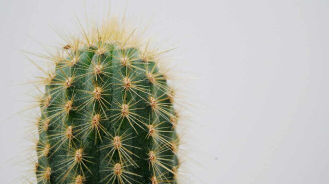 Las púas de los cactus pueden acumular agua.
