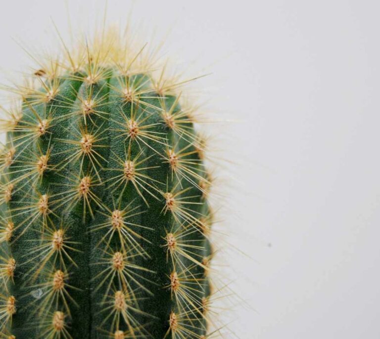 Cómo recolectar agua en el desierto... con escarabajos y cactus