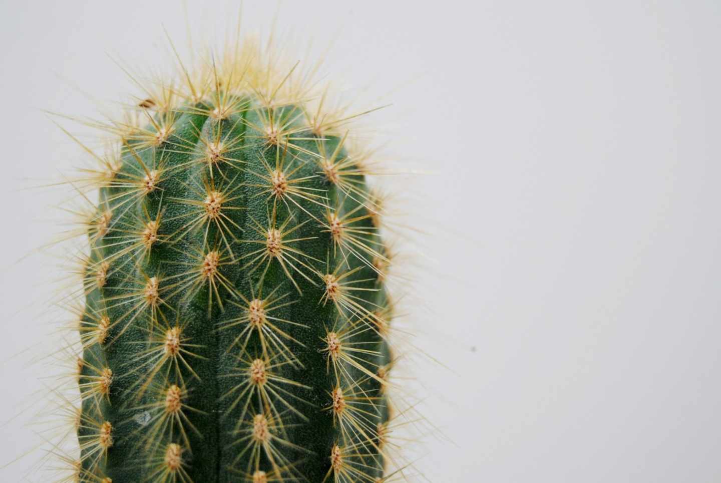 Las púas de los cactus pueden acumular agua.