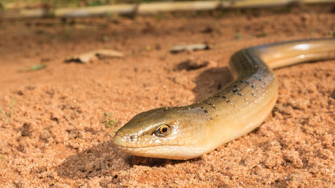 Ophisaurus actual de Marruecos, similar al prehistórico de Murcia