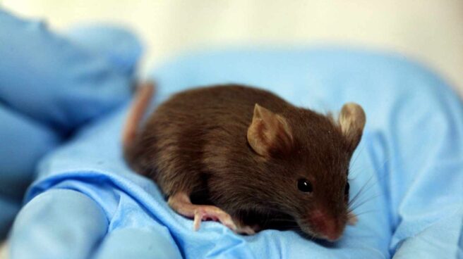 Más de 5.000 ratones de la Universidad de Oviedo, sacrificados por una "infección vírica sin precedentes"