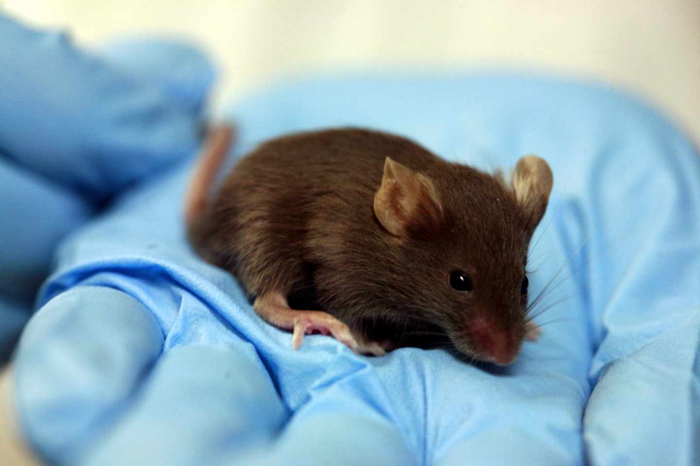Ratón de laboratorio.