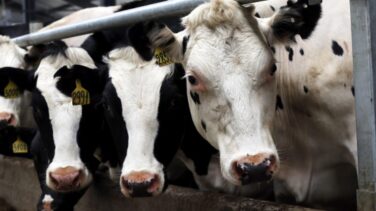 Rescatan a una vaca después de pasar dos días en una piscina de la Sierra de Madrid