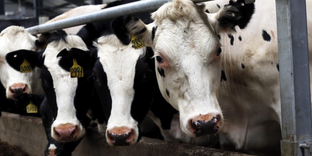 Rescatan a una vaca después de pasar dos días en una piscina de la Sierra de Madrid