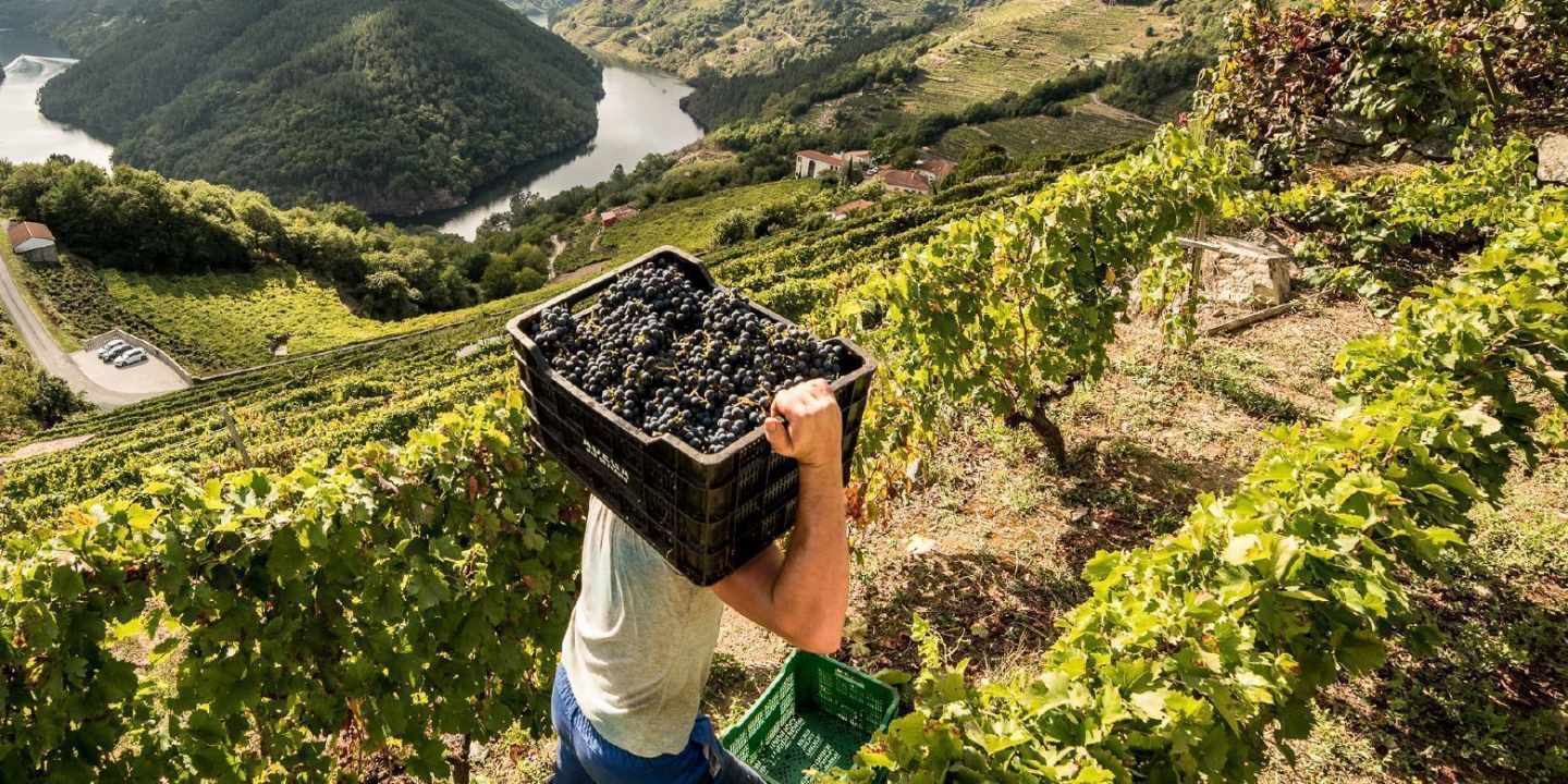 Viñedos de Abadia la Cova en Ribeira Sacra