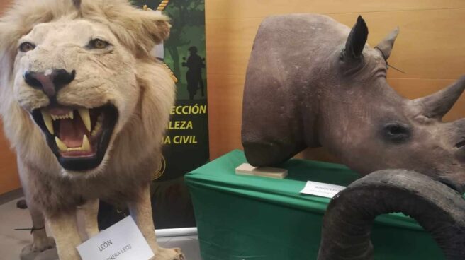 Elefantes, rinocerontes y leones, la Guardia Civil interviene 200 animales disecados