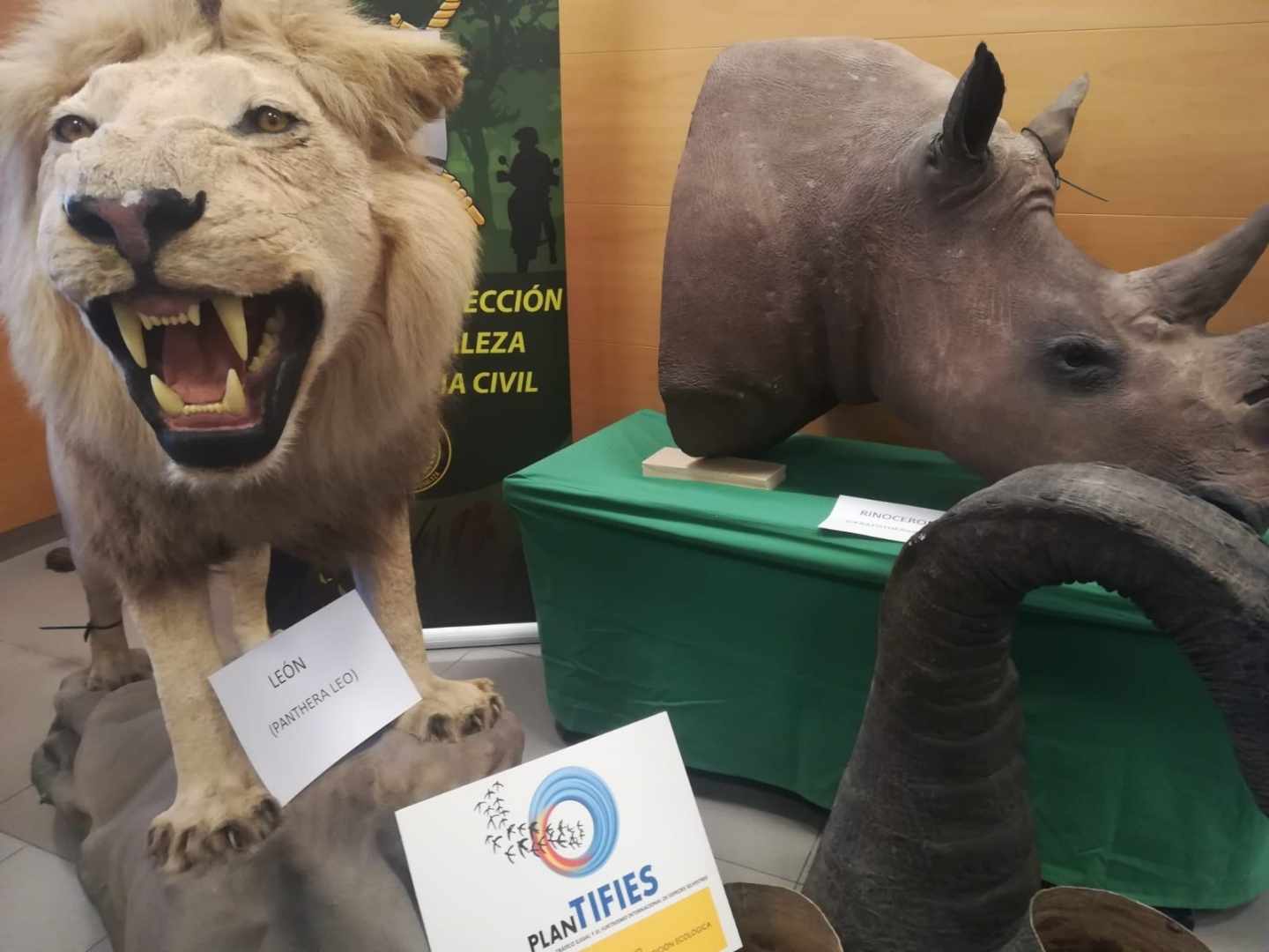 Elefantes, rinocerontes y leones, la Guardia Civil interviene 200 animales disecados