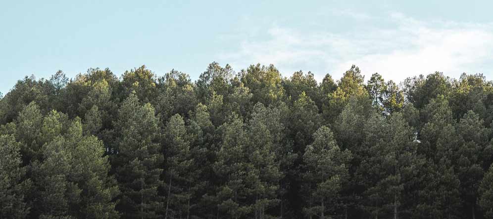 El control sobre los árboles de la replantación debe de ser constante y alargarse dos décadas.