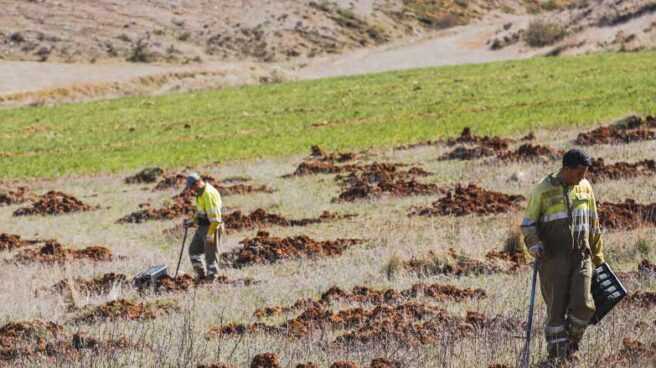 Una replantación en los Picos de Europa. Una replantación en los Picos de Europa.