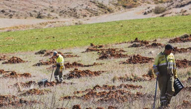Cómprate un bosque y replántalo